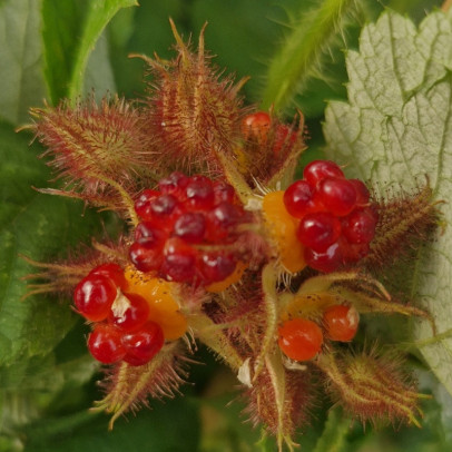 RUBUS phoenicolasius