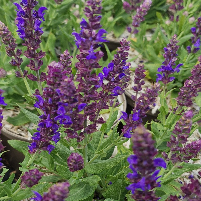 SALVIA nemorosa Apex blue