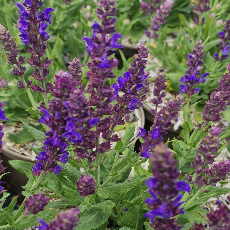 SALVIA nemorosa Apex blue