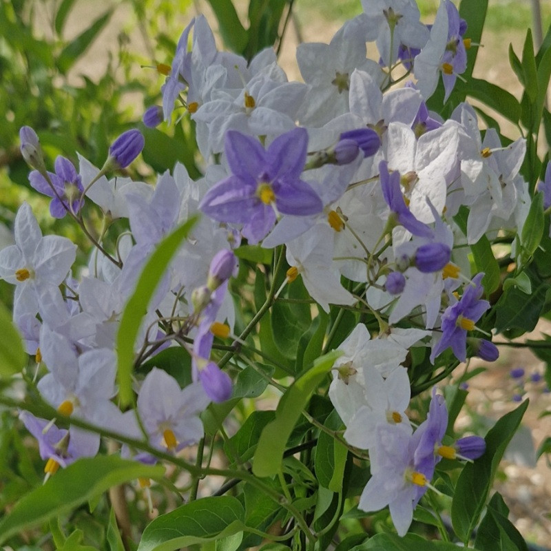 SOLANUM jasminoides Bleu SOLANUM jasminoides Bleu