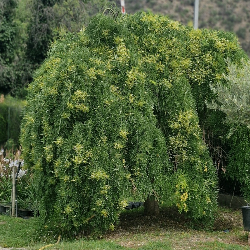 SOPHORA japonica Pendula SOPHORA japonica Pendula