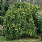 SOPHORA japonica Pendula SOPHORA japonica Pendula