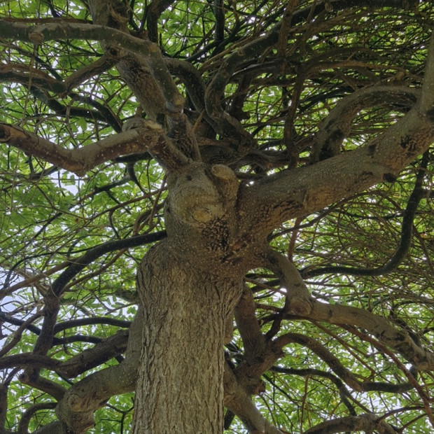 SOPHORA japonica Pendula