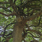SOPHORA japonica Pendula SOPHORA japonica Pendula