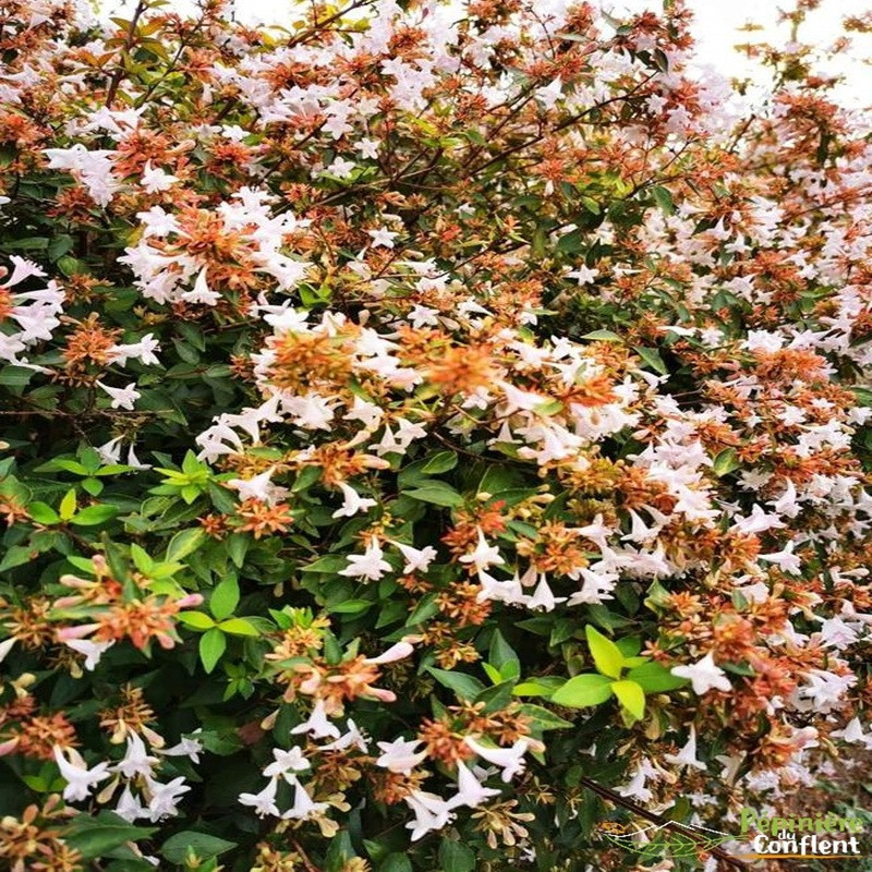 ABELIA prostata ABELIA prostata
