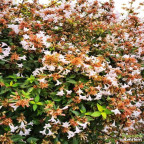 ABELIA prostata ABELIA prostata