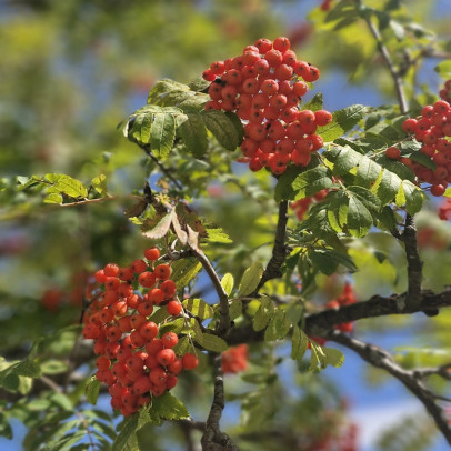 SORBUS aucuparia