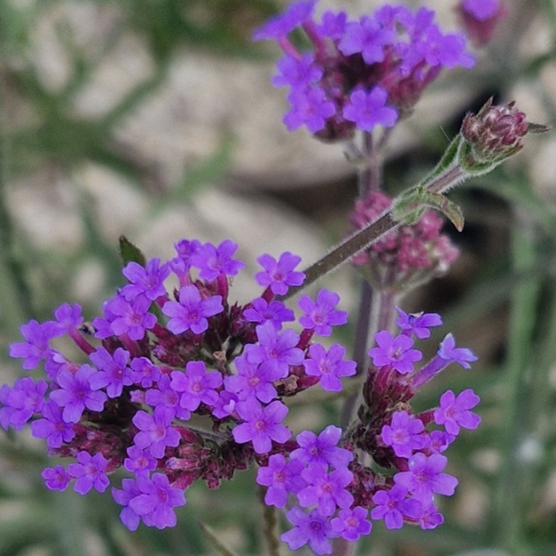 VERBENA bonariensis Lollipop VERBENA bonariensis Lollipop