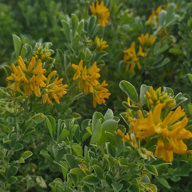 MEDICAGO arborea
