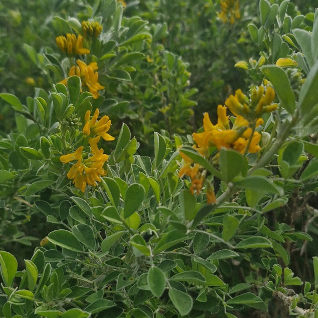 MEDICAGO arborea
