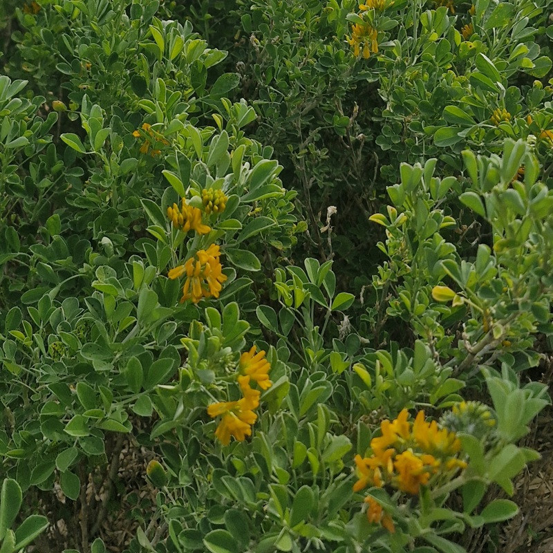 MEDICAGO arborea MEDICAGO arborea