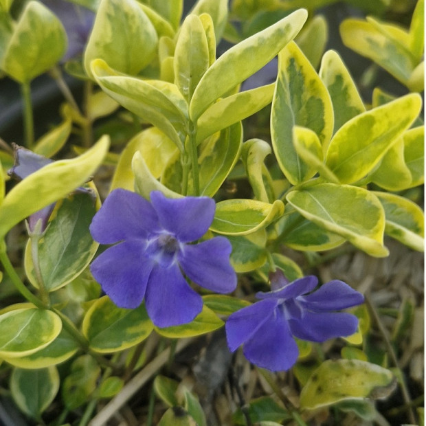VINCA minor Aureovariagata