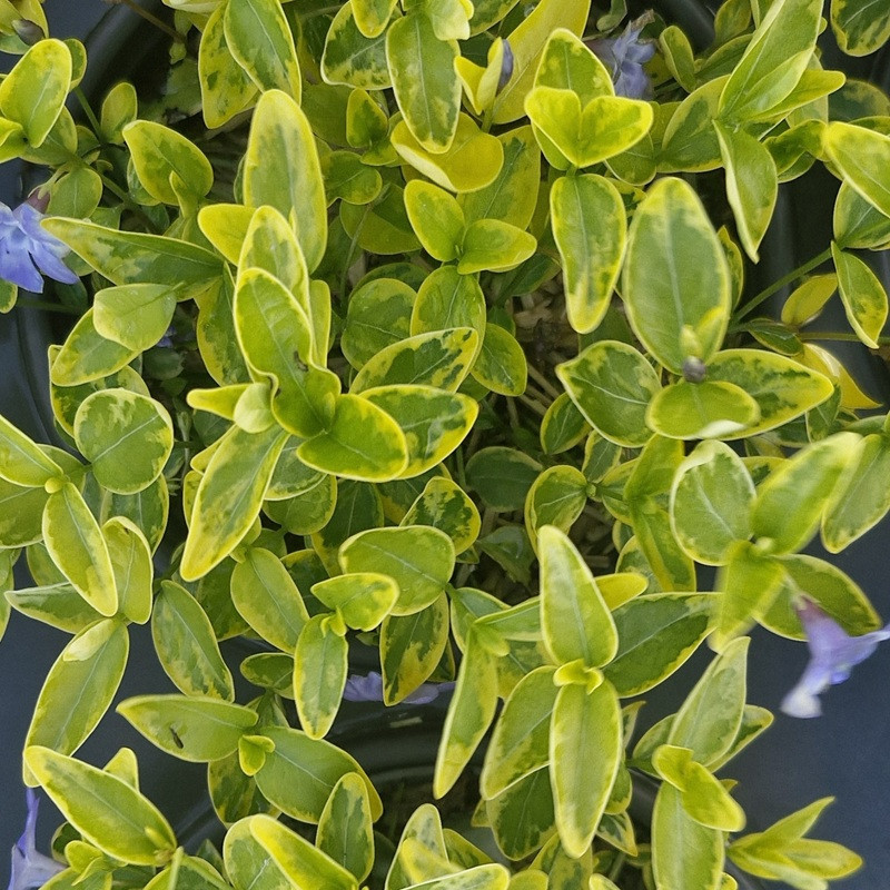 VINCA minor Aureovariagata