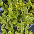 VINCA minor Aureovariagata