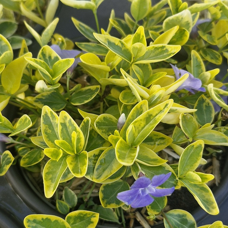 VINCA minor Aureovariagata