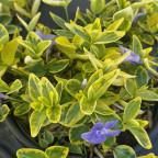 VINCA minor Aureovariagata