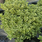 PITTOSPORUM tenuifolium Midget PITTOSPORUM tenuifolium Midget