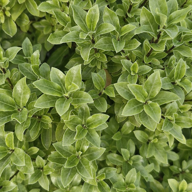 PITTOSPORUM tenuifolium Midget PITTOSPORUM tenuifolium Midget