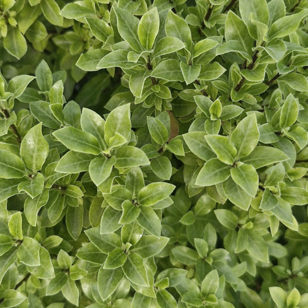 PITTOSPORUM tenuifolium Midget