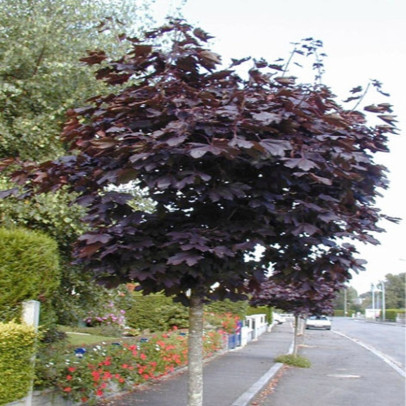 ACER platanoides Crimson king