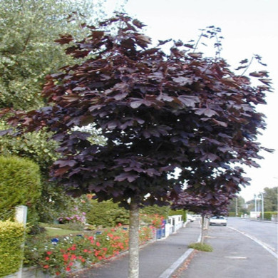ACER platanoides Crimson king