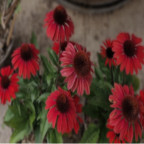 ECHINACEA purpurea