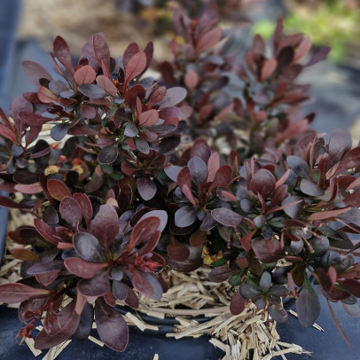 BERBERIS thunbergii Bagatelle