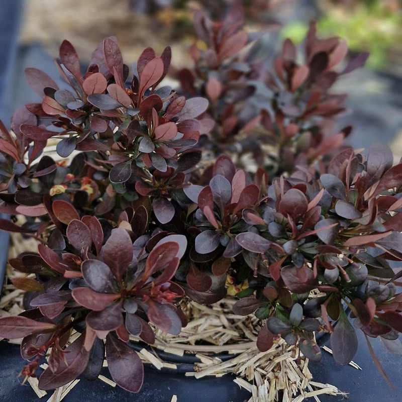 BERBERIS thunbergii Bagatelle