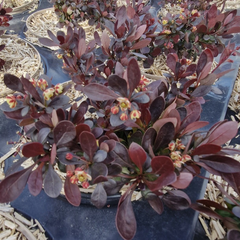 BERBERIS thunbergii Bagatelle