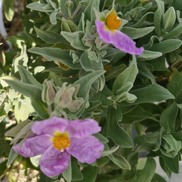 CISTUS albidus
