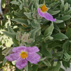 CISTUS albidus CISTUS albidus