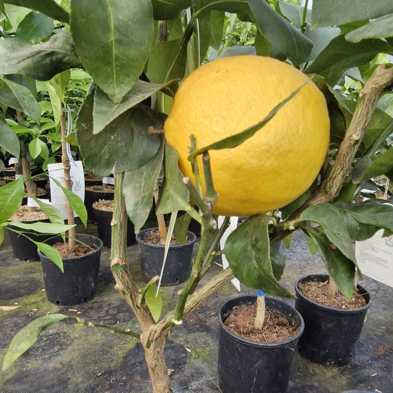 CITRUS bergamia (bergamotier) CITRUS bergamia (bergamotier)