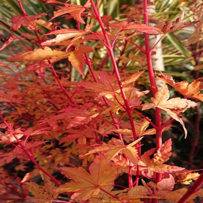 ACER palmatum Senkaki