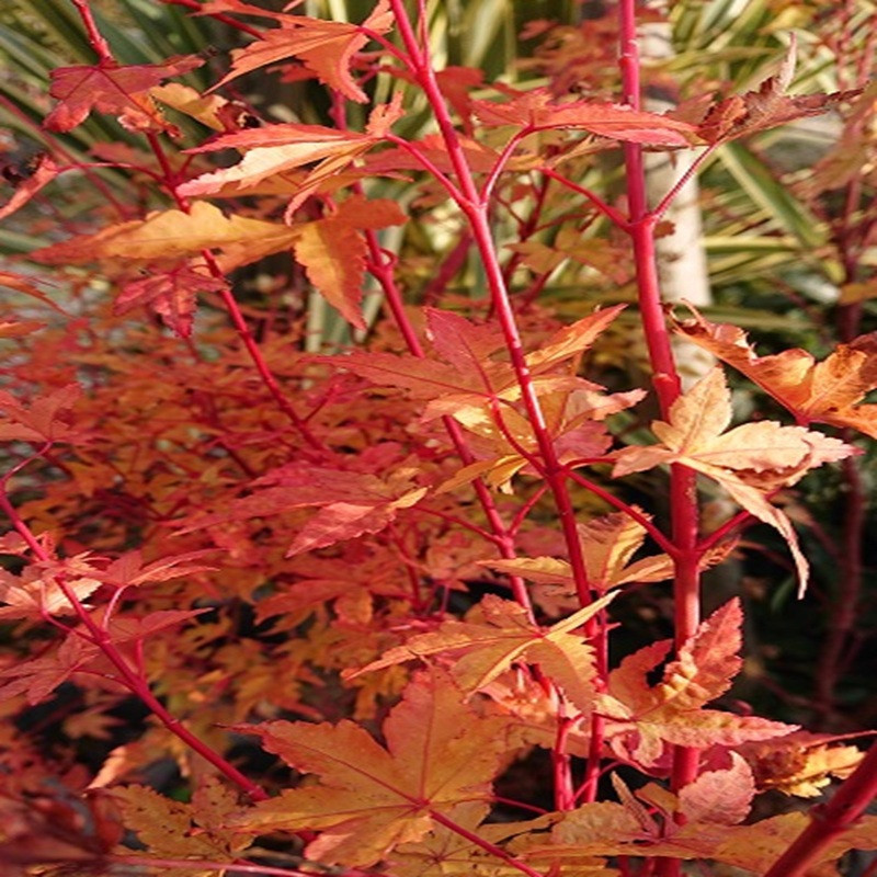 ACER palmatum Senkaki