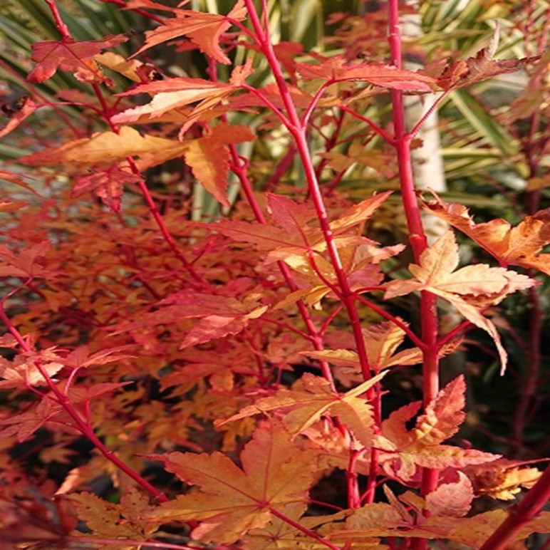 ACER palmatum Senkaki