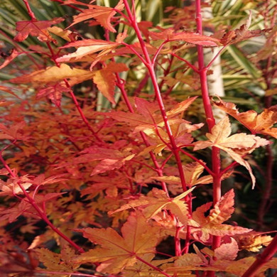 ACER palmatum Senkaki