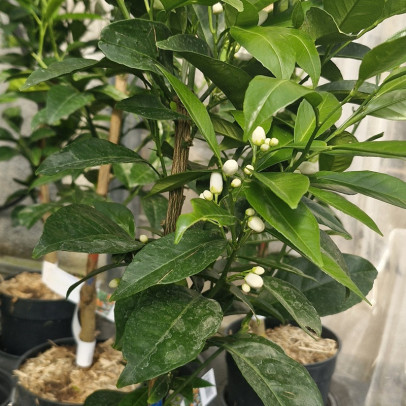 CITRUS sinensis Fukumoto navel (oranger)