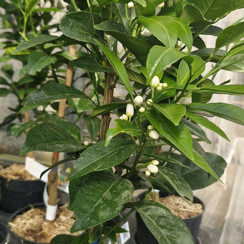 CITRUS sinensis Fukumoto navel (oranger) CITRUS sinensis Fukumoto navel (oranger)