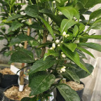 CITRUS sinensis Fukumoto navel (oranger) CITRUS sinensis Fukumoto navel (oranger)