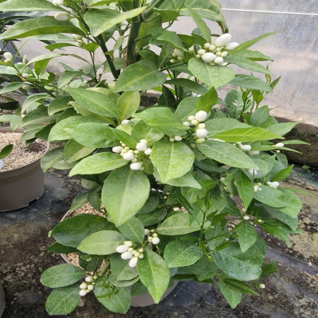 CITRUS sinensis Fukumoto navel (oranger)