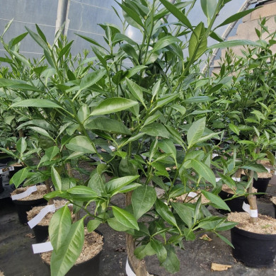 CITRUS sinensis Salustiana (oranger)