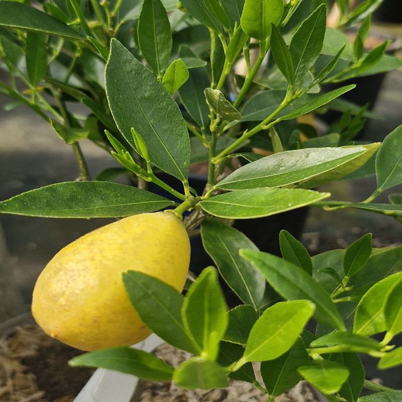 CITRUS x (limequat) CITRUS x (limequat)