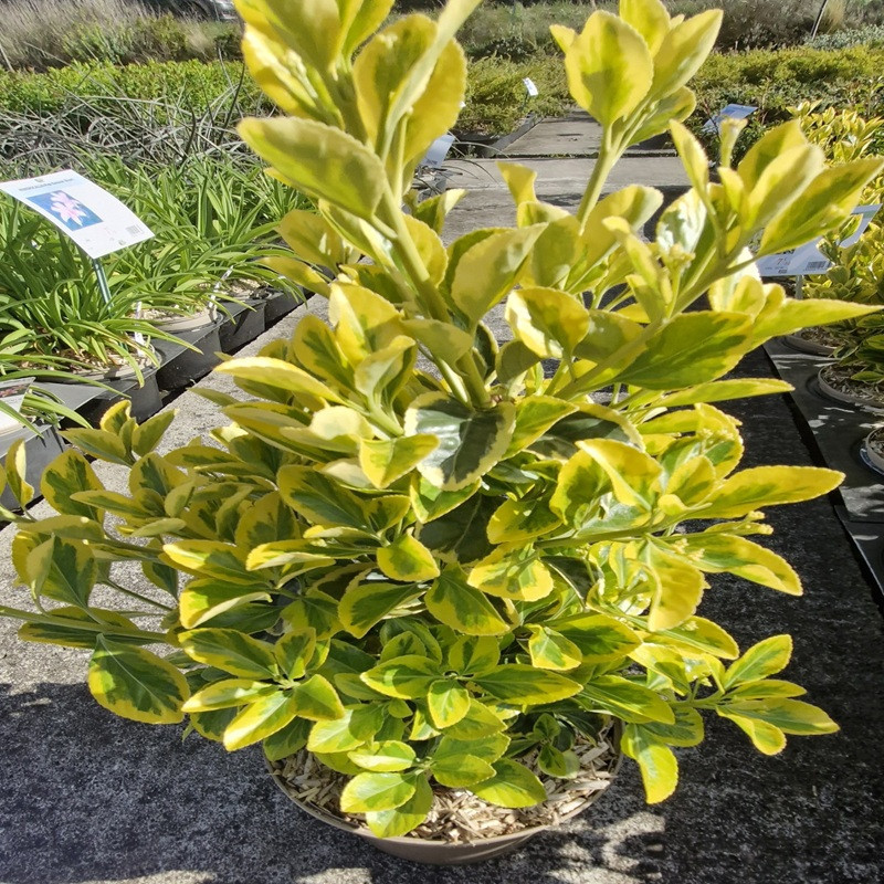 EUONYMUS japonicus Aureomarginatus