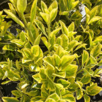 EUONYMUS japonicus Aureomarginatus