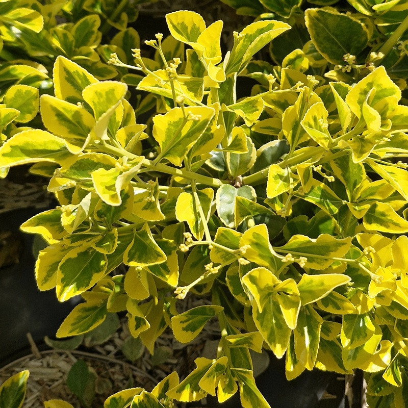 EUONYMUS japonicus Aureomarginatus