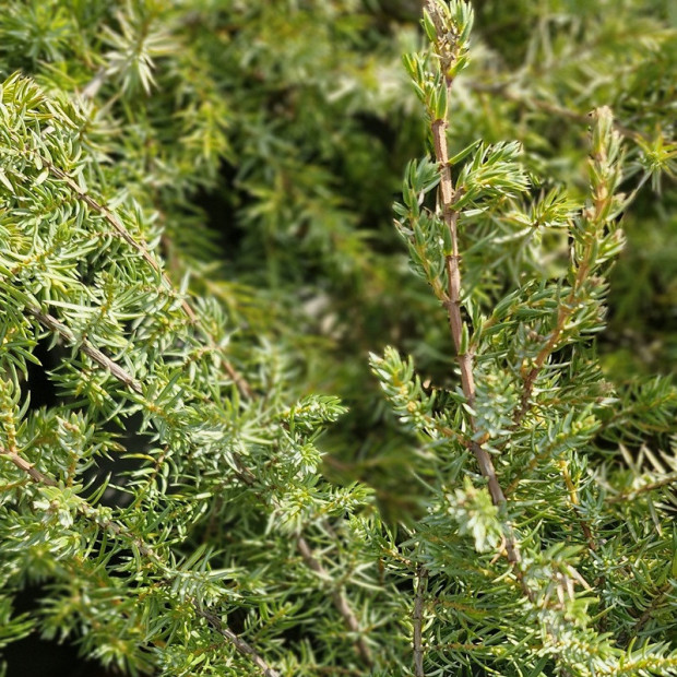 JUNIPERUS conferta Blue pacific