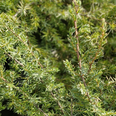 JUNIPERUS conferta Blue pacific