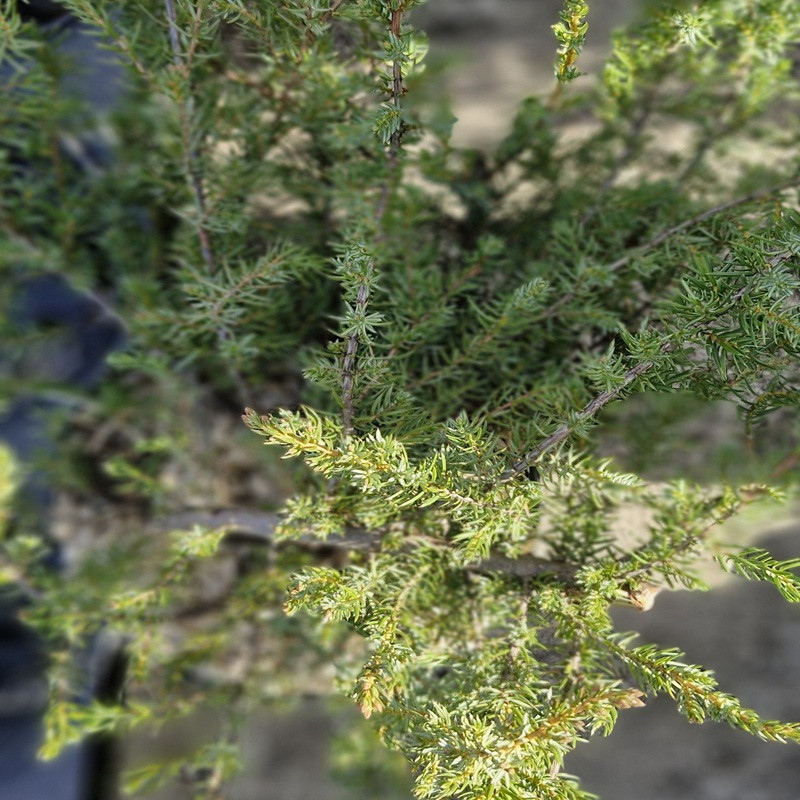 JUNIPERUS conferta Blue pacific