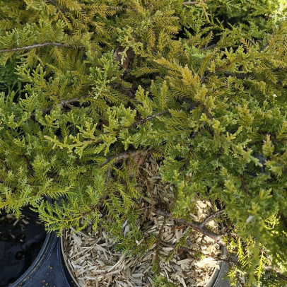 JUNIPERUS x media Gold star