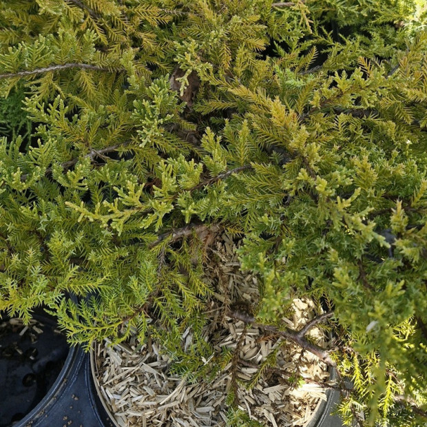 JUNIPERUS x media Gold star